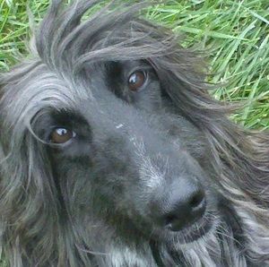 Meet your Posher, Barbara